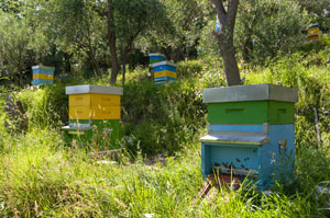 miele_alfred_apiario_03