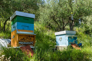 miele_alfred_apiario_05_300