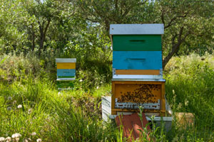 miele_alfred_apiario_06_300