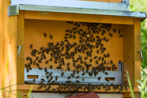 miele_alfred_apiario_07_300