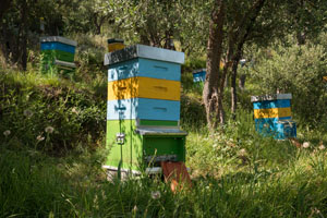 miele_alfred_apiario_10