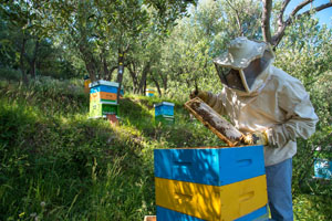 miele_alfred_apiario_15_300