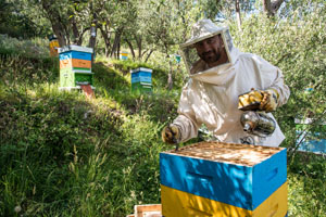 miele_alfred_apiario_16_300