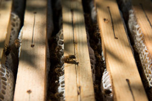 miele_alfred_apiario_17_300